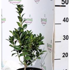 Magyal ILEX MESERVEAE HECKENFEE K2 20/30