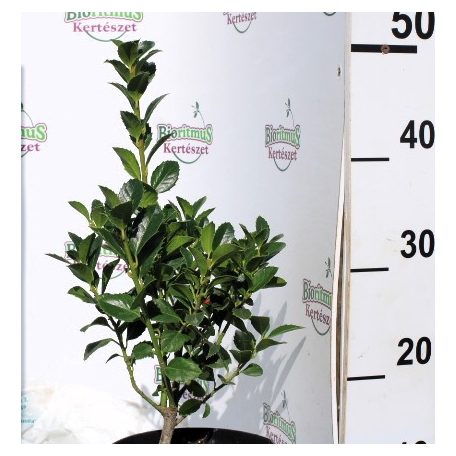 Magyal ILEX MESERVEAE HECKENFEE K2 20/30