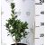 Magyal ILEX MESERVEAE HECKENFEE K2 20/30