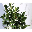 Magyal ILEX MESERVEAE HECKENFEE K2 20/30