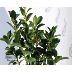 Magyal ILEX MESERVEAE HECKENFEE K2 20/30