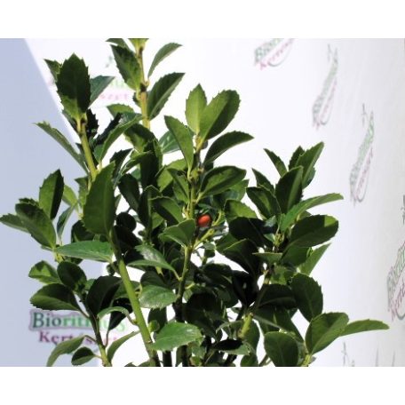 Magyal ILEX MESERVEAE HECKENFEE K2 20/30