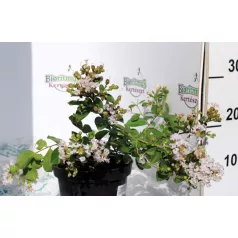 Kínai selyemmírtusz LAGERSTROEMIA IND. ACOMA K3 30/40