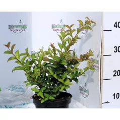   Kínai selyemmírtusz LAGERSTROEMIA IND. INDYA CHARMS K2 20/3