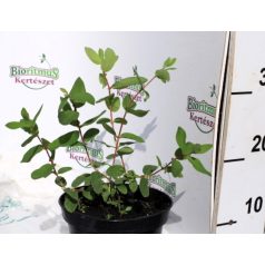 Kamcsatkai mézbogyó LONICERA KAMTSCHATICA EISBAR K2 20/30