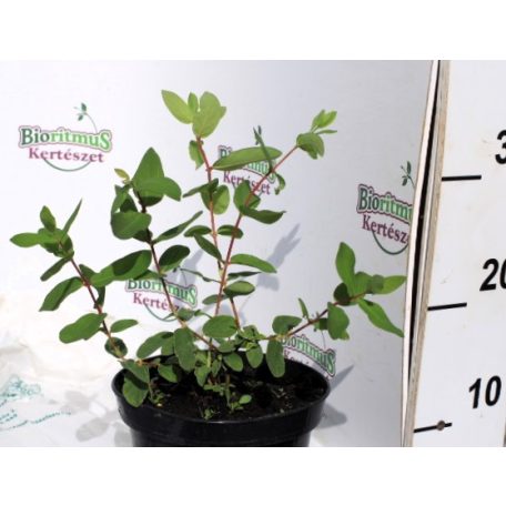 Kamcsatkai mézbogyó LONICERA KAMTSCHATICA EISBAR K2 20/30