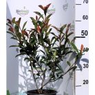 Törpe korallberkenye PHOTINIA FR. RED ROBIN NANA K5 40/60