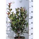 Törpe korallberkenye PHOTINIA FR. RED ROBIN NANA K5 40/60