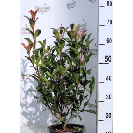 Törpe korallberkenye PHOTINIA FR. RED ROBIN NANA K5 40/60