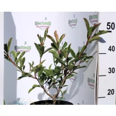   Korallberkenye rózsaszín tarkaleveleű PHOTINIA X FR PINK MARBLE K4 40/60