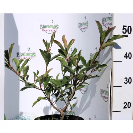 Korallberkenye rózsaszín tarkaleveleű PHOTINIA X FR PINK MARBLE K4 40/60