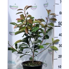 Korallberkenye PHOTINIA X FR RED ROBIN K4 40/60