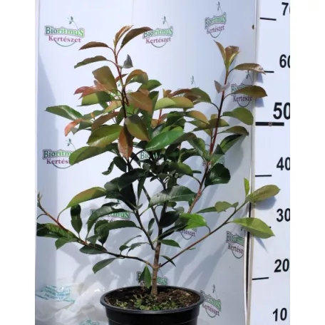 Korallberkenye PHOTINIA X FR RED ROBIN K4 40/60