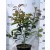 Korallberkenye PHOTINIA X FR RED ROBIN K4 40/60