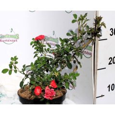 Rózsa talajtakaró piros telt Rosa Rote The Fairy K2 20/30