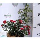 Rózsa talajtakaró piros telt Rosa Rote The Fairy K2 20/30