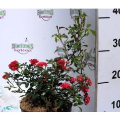 Rózsa talajtakaró piros telt Rosa Rote The Fairy K2 20/30