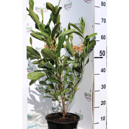 Bőrlevelű bangita VIBURNUM NUDUM BRANDYWINE K5 40/60