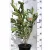 Bőrlevelű bangita VIBURNUM NUDUM BRANDYWINE K5 40/60