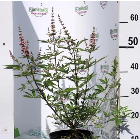 Illatos barátcserje VITEX AGNUS CASTUS PINK PINNACLE K3 30/40