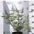 Illatos barátcserje VITEX AGNUS CASTUS PINK PINNACLE K3 30/40