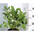Rózsalonc WEIGELA FL SNOWFLAKE K2 20/30