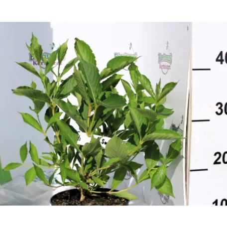 Rózsalonc WEIGELA FL SNOWFLAKE K2 20/30