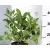Rózsalonc WEIGELA FL SNOWFLAKE K2 20/30