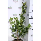 Rózsalonc WEIGELA FL SNOWFLAKE K2 20/30