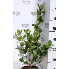 Rózsalonc WEIGELA FL SNOWFLAKE K2 20/30