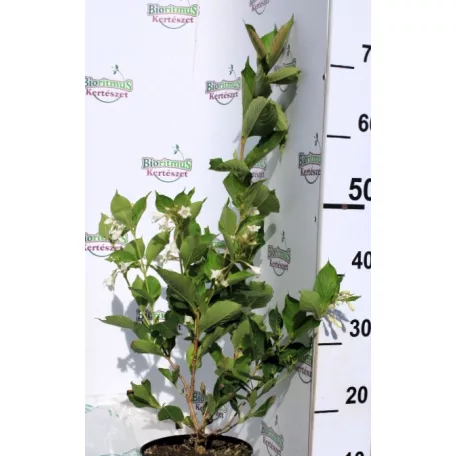 Rózsalonc WEIGELA FL SNOWFLAKE K2 20/30