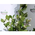 Rózsalonc WEIGELA FL SNOWFLAKE K2 20/30