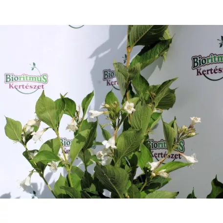 Rózsalonc WEIGELA FL SNOWFLAKE K2 20/30