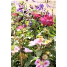 Kerti iszalag Clematis hybrid large-flowered mix P15