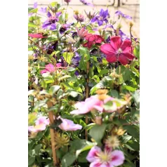 Kerti iszalag Clematis hybrid large-flowered mix P15