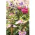 Kerti iszalag Clematis hybrid large-flowered mix P15