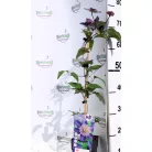 Kerti iszalag Clematis hybrid large-flowered mix P15