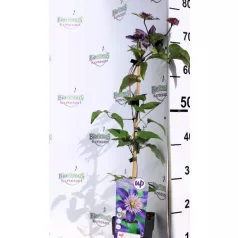 Kerti iszalag Clematis hybrid large-flowered mix P15