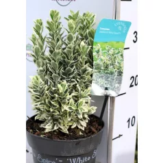   Tarka levelű, oszlopos kecskerágó Euonymus jap. White Spire P17