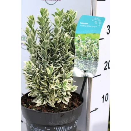 Tarka levelű, oszlopos kecskerágó Euonymus jap. White Spire P17
