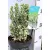 Tarka levelű, oszlopos kecskerágó Euonymus jap. White Spire P17