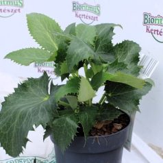 Kerti hunyor Helleborus hyb. Augustifolius P14