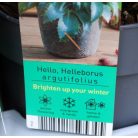 Kerti hunyor Helleborus hyb. Augustifolius P14