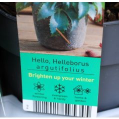 Kerti hunyor Helleborus hyb. Augustifolius P14