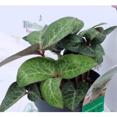 Kerti hunyor Helleborus hyb. Purple Marble P14