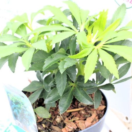 Kerti hunyor Helleborus hyb. Foetidus P14