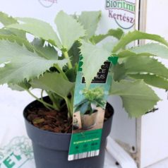 Kerti hunyor Helleborus hyb. Silver Lace P14