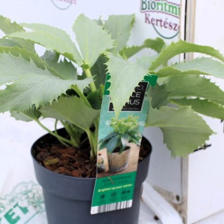 Kerti hunyor Helleborus hyb. Silver Lace P14