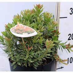 Japán babérhanga Pieris jap. in varieties P17