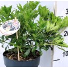 Japán babérhanga Pieris jap. in varieties P17